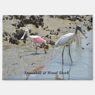 Spoonbill und Waldstorch in freier Wildbahn Magnet