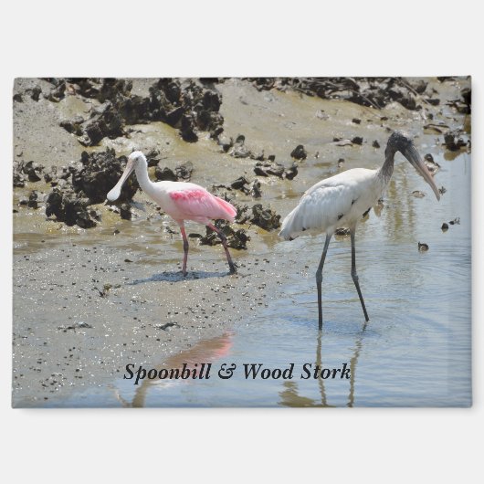 Spoonbill und Waldstorch in freier Wildbahn Magnet (Vorderseite)