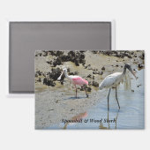 Spoonbill und Waldstorch in freier Wildbahn Magnet (Vorderseite/Rückseite)