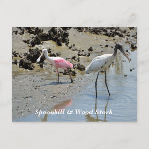 Spoonbill und Waldstorch in freier Wildbahn Postkarte