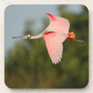 Spoonbill Untersetzer