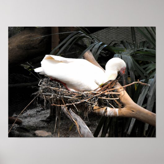 Spoonbill-Vogel in Spanien Poster (Vorne)