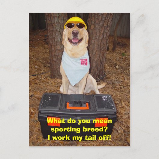 Sportliche Rasse? Postkarte (Vorderseite)