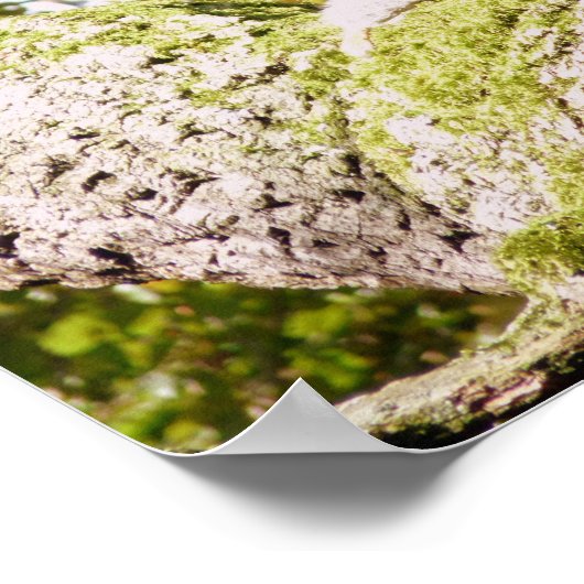 Spot das graue Eichhörnchen Poster (Ecke)