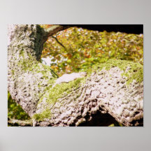 Spot das graue Eichhörnchen