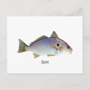 Spot Fish Foto Postkarte