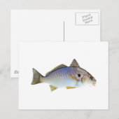 Spot Fish Foto Postkarte (Vorne/Hinten)