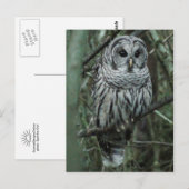 Spot the Owl Postcard 02 Postkarte (Vorne/Hinten)