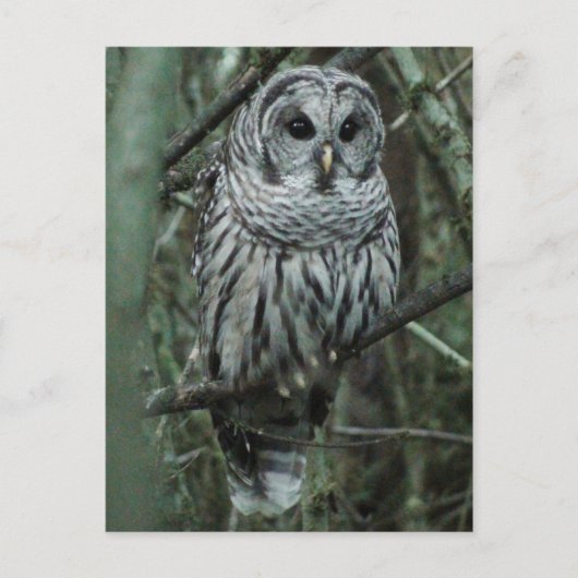 Spot the Owl Postcard 02 Postkarte (Vorderseite)