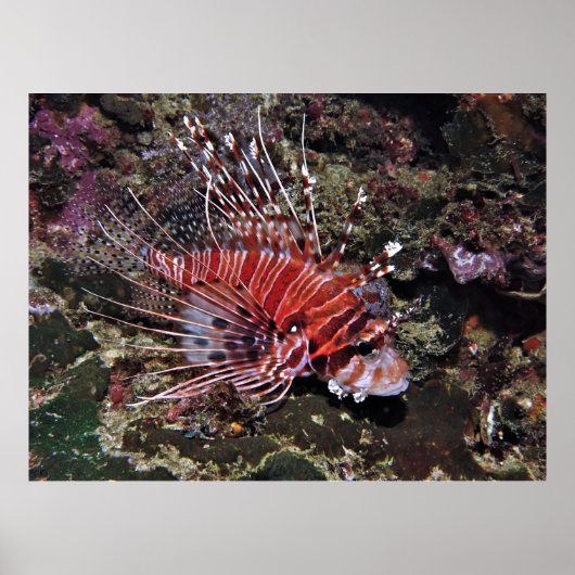 Spotfin Lionfish Poster (Vorne)