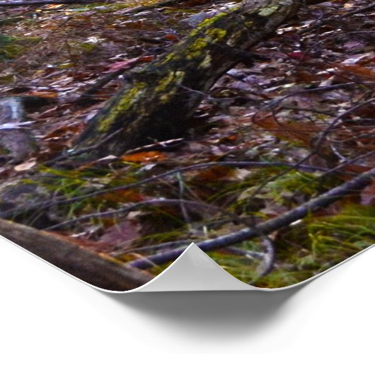 Spotlight auf einem Stumpf Poster (Ecke)