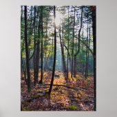 Spotlight auf einem Stumpf Poster (Vorne)