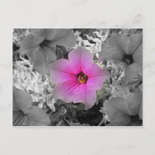 Spotlight Postkarte (Vorderseite)