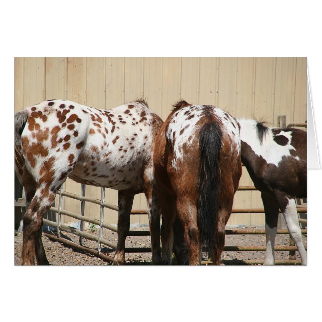 "Spots" (Vorderseite (Horizontal))