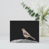 Spottdrossel auf einem Grabstein Postkarte (Stehend Vorderseite)