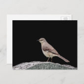 Spottdrossel auf einem Grabstein Postkarte (Vorne/Hinten)