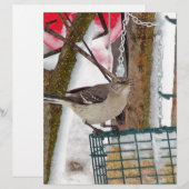 Spottdrossel Briefbogen (Vorne/Hinten)