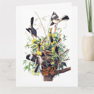 Spottdrossel-Druck von Audubon Karte