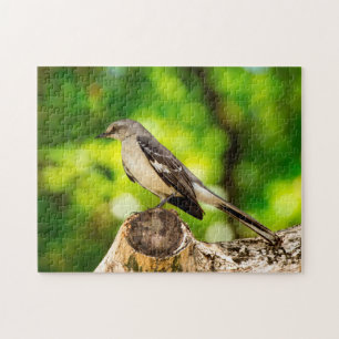 Spottdrossel Florida. Puzzle