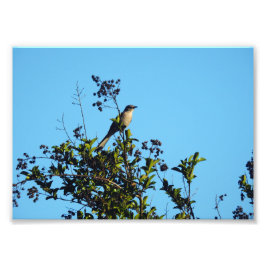 Spottdrossel In Einem Baum Fotodruck