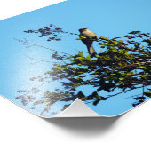 Spottdrossel In Einem Baum Fotodruck (Ecke)