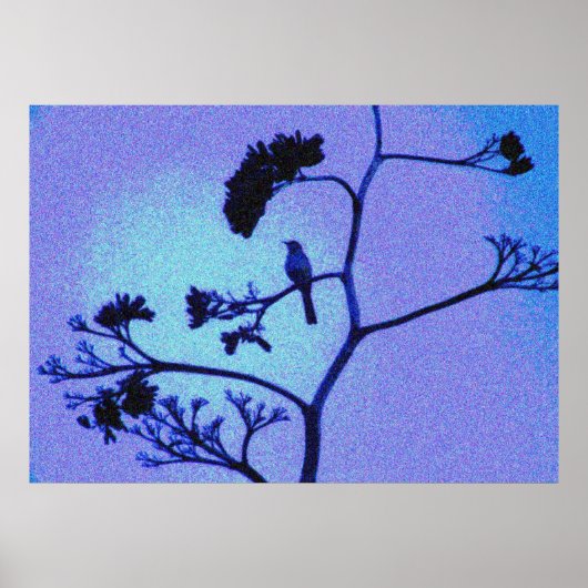 Spottdrossel Poster (Vorne)