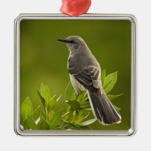 Spottdrossel-Vogel-Liebhaber-Geschenke Ornament Aus Metall