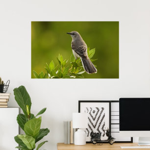 Spottdrossel-Vogel-Liebhaber-Geschenke Poster