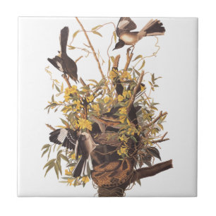 Spottdrossel von Audubon Fliese