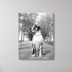 Spotted Great Dane Leinwanddruck