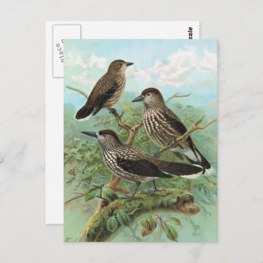 Spotted Nutcracker Vintage Bird Abbildung Postkarte (Vorne/Hinten)