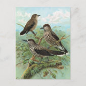 Spotted Nutcracker Vintage Bird Abbildung Postkarte (Vorderseite)