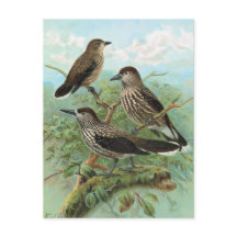 Spotted Nutcracker Vintage Bird Abbildung