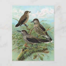 Spotted Nutcracker Vintage Bird Abbildung Postkarte