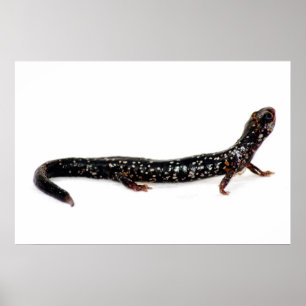 spotted salamander of North America print Poster