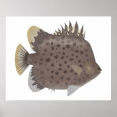 Spotted Scat Poster (Vorne)