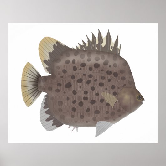 Spotted Scat Poster (Vorne)