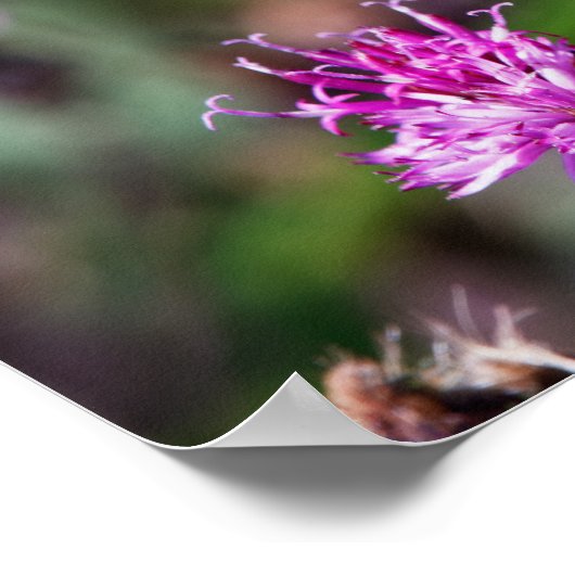 Spotted Wings Poster (Ecke)