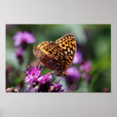 Spotted Wings Poster (Vorne)