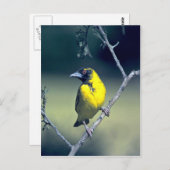 Spottedbacks Weaver Postkarte (Vorne/Hinten)