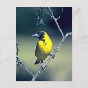 Spottedbacks Weaver Postkarte