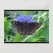 Spotting auf Kornblume Postkarte (Vorderseite)