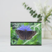 Spotting auf Kornblume Postkarte (Stehend Vorderseite)