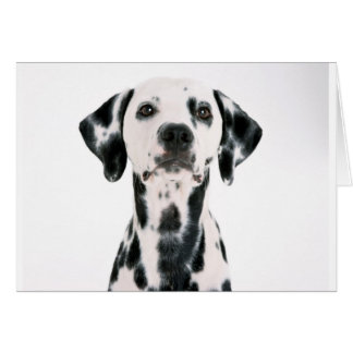 SPOTTY HUND DALMATION