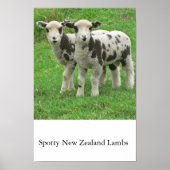 Spotty NZ Lambs Poster (Vorne)