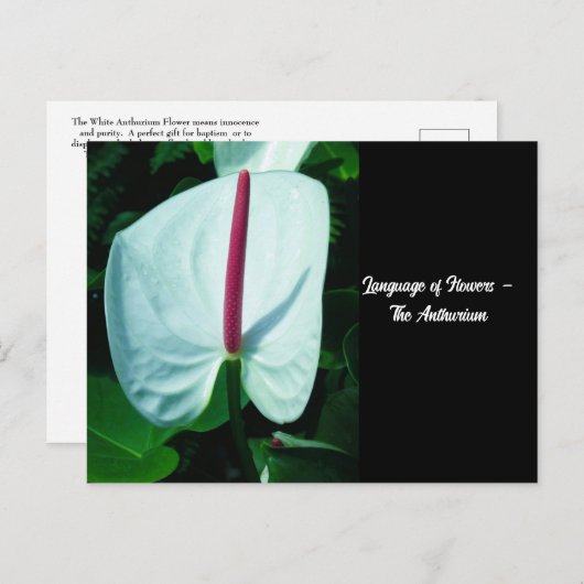 Sprache der Blume - Anthurium Postkarte (Vorne/Hinten)
