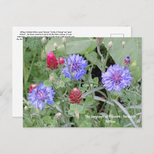 Sprache der Blume Bachelor Button Postkarte (Vorne/Hinten)