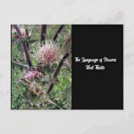 Sprache der Blume Bull Thistle Postcard Postkarte