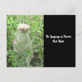 Sprache der Blume Bull Thistle Postkarte