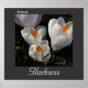 Sprache der Blume Crocus Gladness Poster
